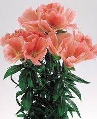 Scientific Name Clarkia Amoena Common Name Godetia Native To North America And Is Available Year Round Ea Amazing Flowers Types Of Flowers Flower Business