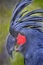 Australian Bird With Red Cheeks Pin On Koalafornia