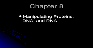 Below you find the classroom assignments and ppt's used for chapter 8, from dna to proteins. Chapter 8 Manipulating Proteins Dna And Rna Manipulating Proteins Dna And Rna Ppt Powerpoint