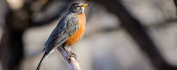 Mésange charbonnièrela charbonnière est la plus commune des mésanges, familière, vive et active, toujours la première à la mangeoire. Pleins Feux Sur Les Chants Des Oiseaux Ministere Des Forets De La Faune Et Des Parcs