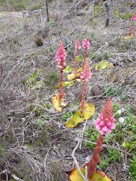 Image result for Satyrium carsonii