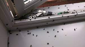 Maybe you would like to learn more about one of these? How To Get Rid Of Cluster Flies Effective Methods Diy Pest Control