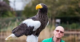 De vrouw is een stuk groter dan de man. Deze Enorme Zeearend In Avifauna Krijgt Een Grotere Kooi Alphen Ad Nl