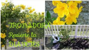 Tratamiento natural para el control de los niveles de glucosa en sangre. Como Curar La Diabetes Increible Arbusto Que Revierte La Diabetes Tronadora Tecoma Stans Youtube