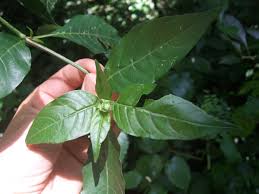 Image result for Justicia betonica