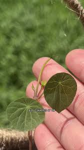 Image result for Stephania abyssinica