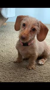 Miniature Dachshund Short Hair Wire