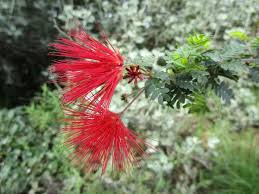 Image result for Fuirena claviseta