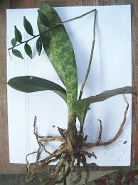 Image result for Oeceoclades