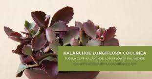 The Leaves Of This Kalanchoe Are Scalloped Growing Up And Out Types Of Succulents Succulents Red Succulents