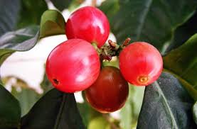 Image result for Coffea racemosa