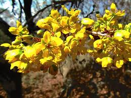 Image result for Ochna polyneura