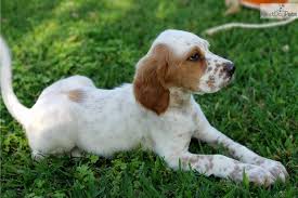 Join millions of people using oodle to find puppies for adoption, dog and puppy listings, and other pets adoption. English Setters For Sale Petfinder