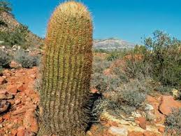 Photosynthesis is carried out by cactus via which part of a plant? Barrel Cactus Description Facts Species Britannica
