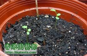 Maybe you would like to learn more about one of these? å£«å¤šå•¤æ¢¨æˆé•·ç¯‡ æœ‰æ›´æ–°ç›¸ç‰‡9 12 9æœˆé ­æ'­ç¨® é¦™æ¸¯åœ'è—é¤¨