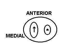 A true locked knee occurs when the knee joint is literally locked into place and cannot move. Biomechanics Of The Knee