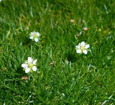 Image result for Sagina