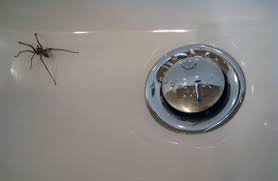 We did not find results for: Lutter Contre Les Araignees Chez Vous Toutes Nos Astuces
