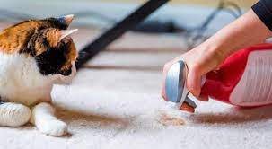 kedi cisi kokusu nasil giderilir kedimag