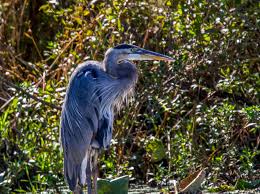Water Birds Of Northern Indiana Blue Heron Northern Indiana