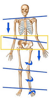 How To Fix A Lateral Pelvic Tilt And Balance Your Uneven Hips Pelvic Tilt Scoliosis Exercises Strengthening Exercises