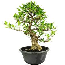 Comprar Un Ejemplar De Bonsai 25 Anos Ficus Retusa Portes Gratis