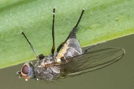 Image result for phytomyza gymnostoma