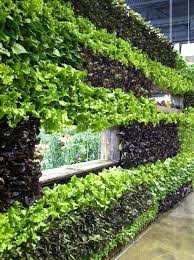Green Wall Of Lettuce Leaflets Vertical Garden Green Wall Small Space Gardening