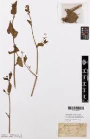 Image result for Commicarpus grandiflorus