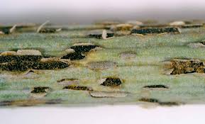 Image result for rez rzivost ostru%u017Einy