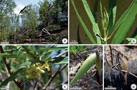Image result for Marsdenia macrantha