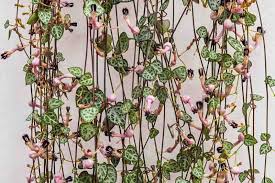 Image result for Ceropegia breviflora