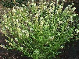 Wild Ginger Peppergrass And Spicebush Perennials Wild Ginger Wild Edibles