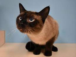 Outreach I Am Available For Adoption At The Cascade Station Petsmart On 9721 Ne Cascades Pkwy In Portland Come Meet Me Humane Society Open Adoption Adoption