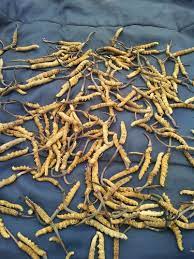But by around 2007, the trade became lucrative, attracting many more harvesters. Dried Keeda Jadi 1 Kg Packaging Type Packaging Packet Box Rs 8000 10gm Id 22050387497