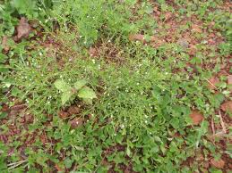 Image result for Oldenlandia herbacea