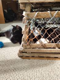 5 out of 5 stars. Just Hanging Out In A Lobster Trap Coffee Table Animalsbeingderps