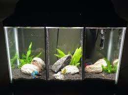 Find betta tank in canada | visit kijiji classifieds to buy, sell, or trade almost anything! My Tank Showcase Aquarium Advice Aquarium Forum Community