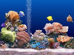 What Is The Importance Of The Magnificent Coral Reefs Pouted Com Coral Reef Screen Savers Wallpapers Ocean Creatures