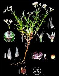 Image result for Polycarpaea