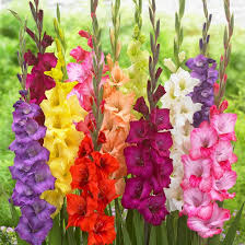 pin on garden wish list