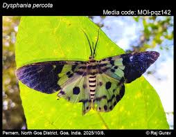 Image result for Dysphania procera