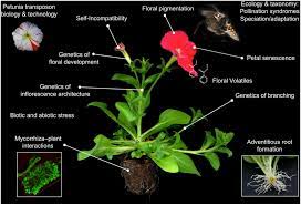 Petunia Flower Structure Best Flower Wallpaper