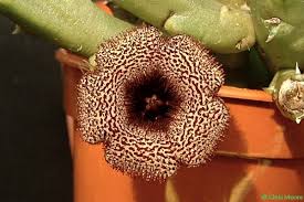 Image result for Huernia volkartii