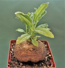 Image result for Raphionacme madiensis