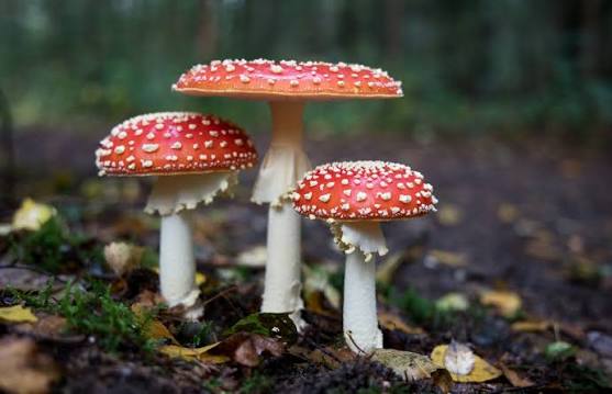 Wild Mushrooms