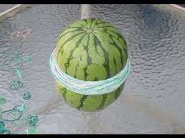I have to sell the house now. Watermelon Vs Rubber Band Fail Watermelon Exploding Watermelon Rubber Bands