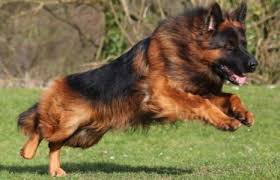 House Barrett Introduces Red Brown Long Haired German Shepherds And The Long Coated German Long Haired German Shepherd German Shepherd Dogs Red German Shepherd