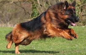Breeders prefer the darker, richer colors and many light colorations. House Barrett Introduces Red Brown Long Haired German Shepherds And The Long Coated German Long Haired German Shepherd Red German Shepherd German Shepherd Dogs