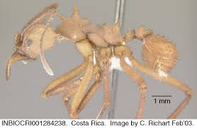 Image result for Acrotome hispida